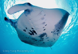 Reef manta at the cleaning station. Taken at Baa Atoll, M... by Stacy Tseng 